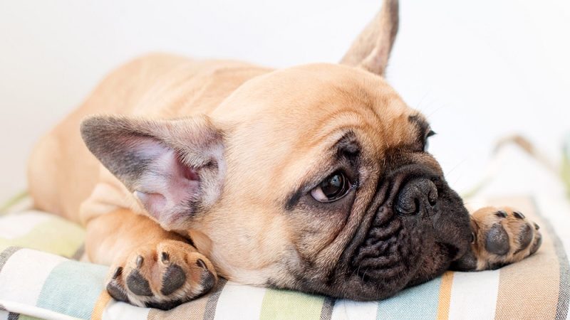 Tips And Tricks To Keep French Bulldog Cool In Summer