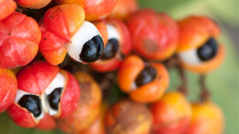 Guarana: What is it and what are its health benefits?