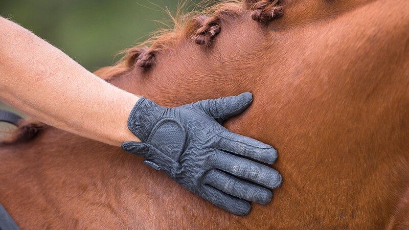 Everything You Need to Know About Horse Riding Gloves