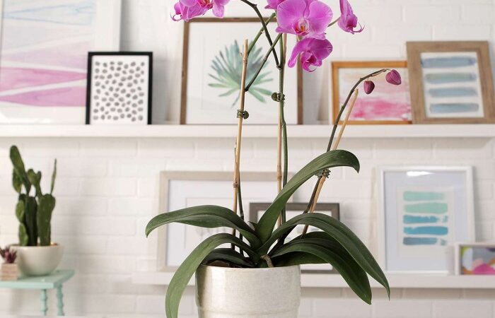 Guidelines for Cultivating Orchids