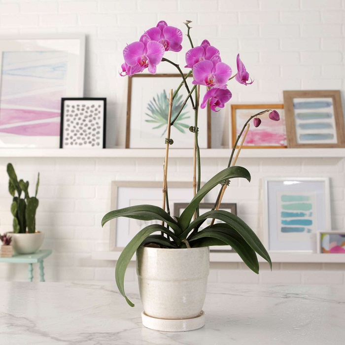 Guidelines for Cultivating Orchids