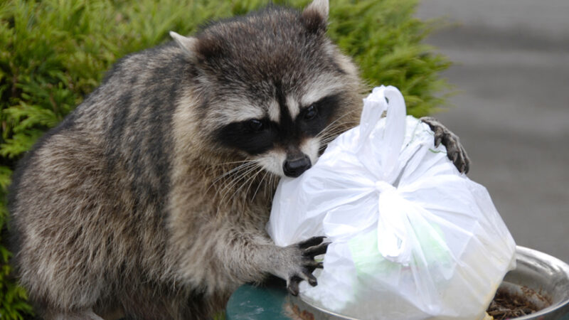 Check out the differences between animal control and wildlife removal