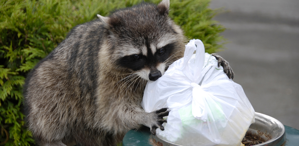 Check out the differences between animal control and wildlife removal