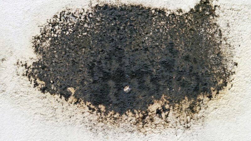 Remove Black Mold by Yourself