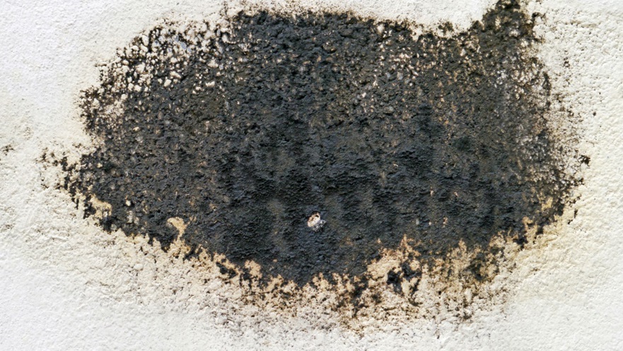 Can You Remove Black Mold by Yourself?