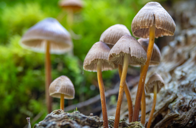 Foraging For Psilocybe Mexicana: Telltale Signs To Look For