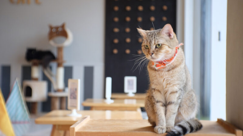 Pet Cafes in Singapore