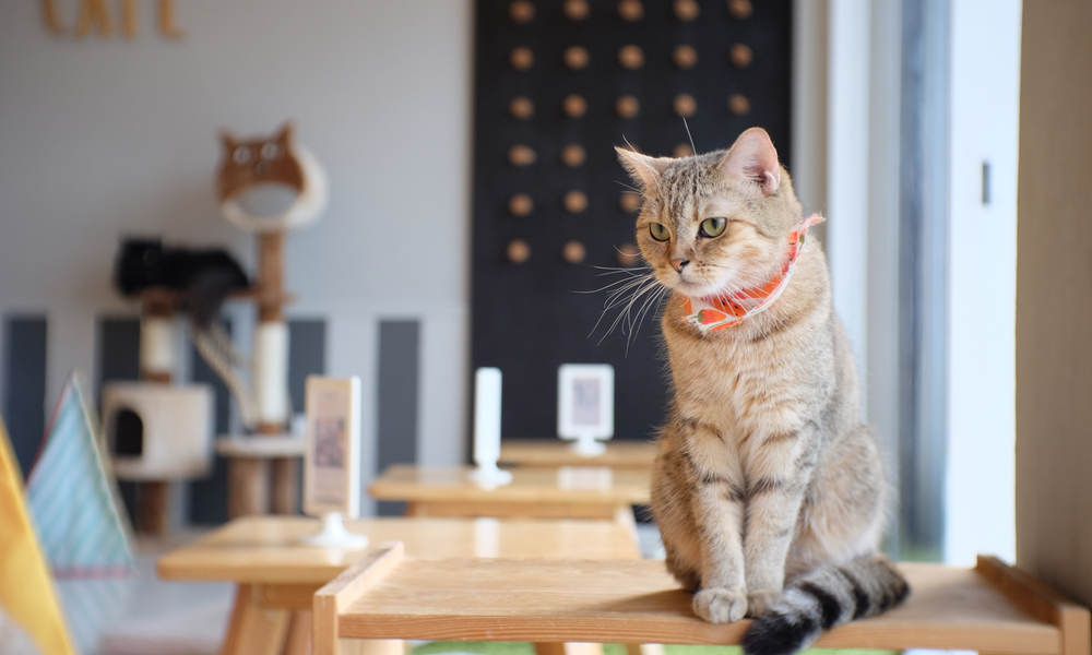 Whiskers and Wagging Tails: A Guide to the Best Pet Cafes in Singapore